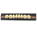 Premadent Teeth Set Cross Linked Acrylic Teeth - Image 2