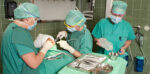 Waldent Oral Surgical Instruments Kit of 10 (K9/1) - Image 4