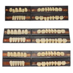 Premadent Teeth Set Cross Linked Acrylic Teeth - Image 3