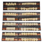 Premadent Teeth Set Cross Linked Acrylic Teeth - Image 6