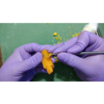 GDC Lecron Carver (Wcl1) - Image 3