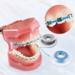 U Ortho E-Chain (15 ft) - Image 8